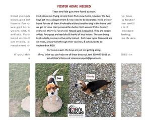 Beagle Dogs for adoption in Rootstown, OH, USA