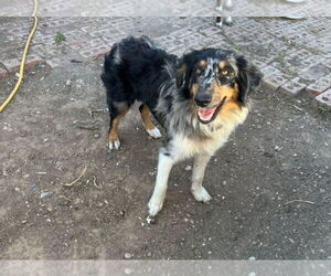 Australian Shepherd-Unknown Mix Dogs for adoption in Grafton, WI, USA