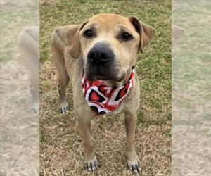 Mutt Dogs for adoption in Tulsa, OK, USA