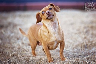 Chiweenie Dogs for adoption in Pryor, OK, USA