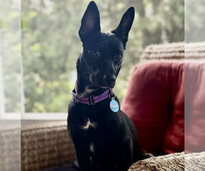 Mutt Dogs for adoption in Boonton, NJ, USA