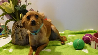 Doxie-Pin Dogs for adoption in Vacaville, CA, USA
