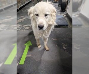 Great Pyrenees Dogs for adoption in Bakersfield, CA, USA