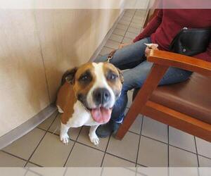 Boxer-Staffordshire Bull Terrier Mix Dogs for adoption in Ocala, FL, USA