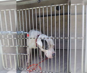 American Pit Bull Terrier-Unknown Mix Dogs for adoption in St. Cloud, FL, USA