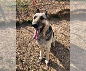 German Shepherd Dog Dogs for adoption in Stover, MO, USA