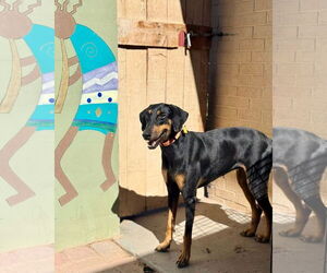 Doberman Pinscher Dogs for adoption in Buffalo, MN, USA