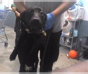 Labrador Retriever-Unknown Mix Dogs for adoption in Tallahassee, FL, USA