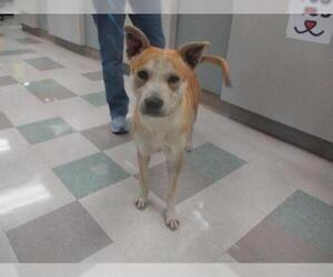 Shiba Inu Dogs for adoption in Oklahoma City, OK, USA