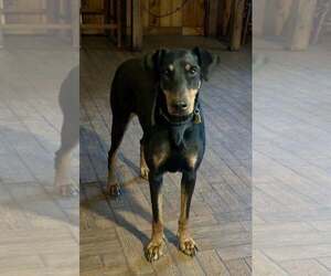 Doberman Pinscher Dogs for adoption in New Smyrna Beach, FL, USA
