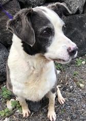 Borador Dogs for adoption in Kailua Kona , HI, USA