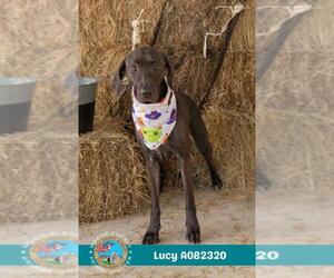 Great Dane-Unknown Mix Dogs for adoption in Mobile, AL, USA