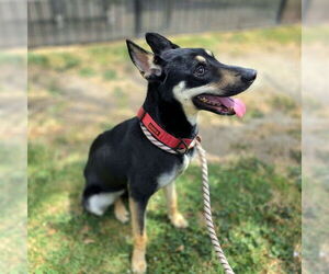 German Shepherd Dog-Siberian Husky Mix Dogs for adoption in Long Beach, CA, USA