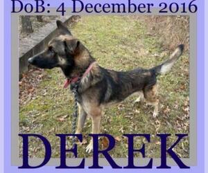 German Shepherd Dog Dogs for adoption in Sebec, ME, USA