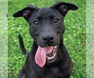 Chihuahua-Labrador Retriever Mix Dogs for adoption in Canton, CT, USA