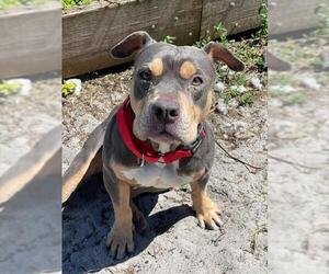 American Pit Bull Terrier Dogs for adoption in Fort Lauderdale, FL, USA