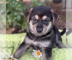 Labrador Retriever-Unknown Mix Dogs for adoption in San Diego, CA, USA