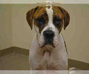 American Bulldog Dogs for adoption in Aurora, CO, USA