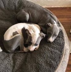 Staffordshire Bull Terrier Dogs for adoption in Arlington, WA, USA