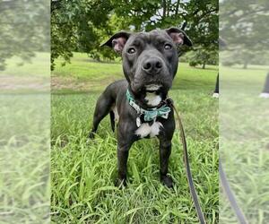 Mutt Dogs for adoption in Forestville, MD, USA