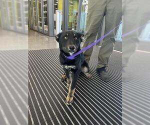 Australian Shepherd-Unknown Mix Dogs for adoption in San Martin, CA, USA