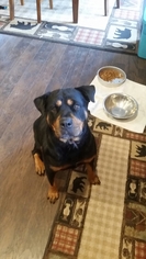 Rottweiler Dogs for adoption in Mills, WY, USA