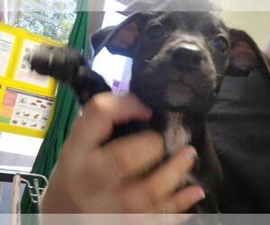 Labrador Retriever-Unknown Mix Dogs for adoption in Tulsa, OK, USA