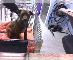 Labrador Retriever-Unknown Mix Dogs for adoption in Tallahassee, FL, USA