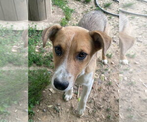 Mutt Dogs for adoption in Tracy City, TN, USA