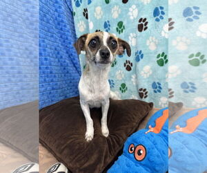 Chihuahua-Unknown Mix Dogs for adoption in Chico, CA, USA