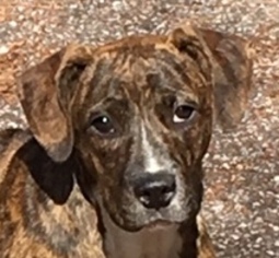 Boxador Dogs for adoption in Mobile, AL, USA