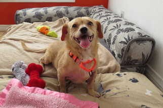 Chiweenie Dogs for adoption in Santa Monica, CA, USA