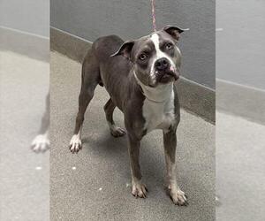 American Pit Bull Terrier-Unknown Mix Dogs for adoption in Las Vegas, NV, USA