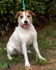 Small Jack Russell Terrier-Parson Russell Terrier Mix