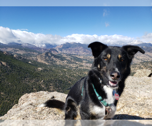 Collie-Huskies  Mix Dogs for adoption in Evergreen, CO, USA