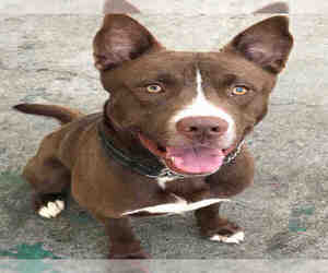 Mutt Dogs for adoption in Alameda, CA, USA