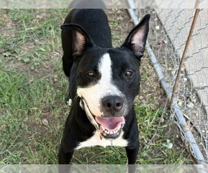 Mutt Dogs for adoption in Tulsa, OK, USA