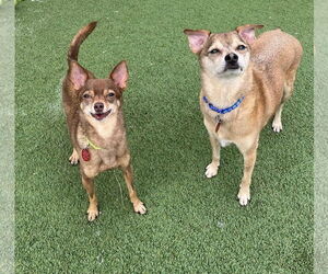 Chihuahua-Unknown Mix Dogs for adoption in Tempe , AZ, USA
