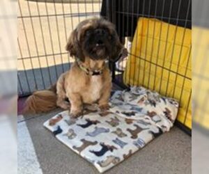 Lhasa Apso Dogs for adoption in Lindale , TX, USA