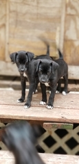 Medium Photo #1 Chipin Puppy For Sale in Zepheyrhills, FL, USA