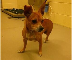 Rat Terrier-Unknown Mix Dogs for adoption in Sanford, FL, USA
