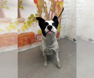 Mutt Dogs for adoption in San Bernardino, CA, USA
