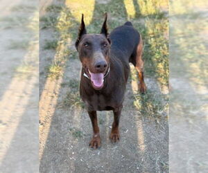 Doberman Pinscher Dogs for adoption in Riverside, CA, USA