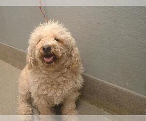 Miniature Labradoodle Dogs for adoption in Las Vegas, NV, USA