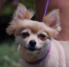 Pomeranian Dogs for adoption in Chesapeake City, MD, USA
