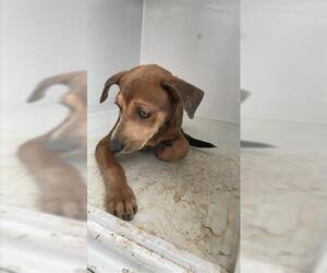 Unknown-Whippet Mix Dogs for adoption in Houston, TX, USA