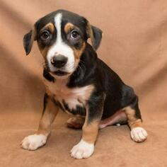 Bernese Mountain Dog Dogs for adoption in Opelika, AL, USA