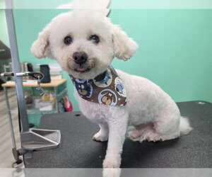 Bichon Frise Dogs for adoption in Ames, IA, USA