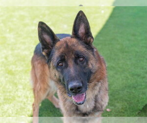 German Shepherd Dog Dogs for adoption in Martinez, CA, USA