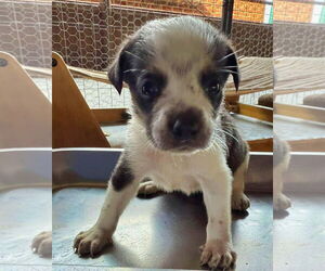 Mutt Dogs for adoption in Minneapolis, MN, USA